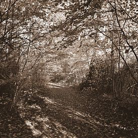 Bospaadje in sepia. van Jose Lok