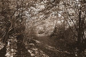 Waldweg in Sepia.