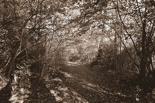 Forest trail in sepia.