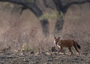 Ein Asiatischer Wildhund im Baluran-Nationalpark