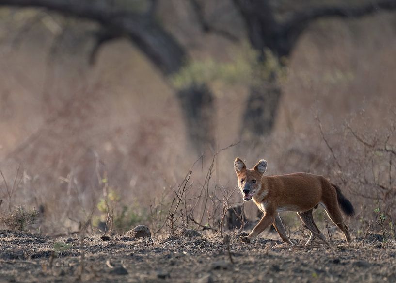 Un chien sauvage asiatique dans le parc national de Baluran par Anges van der Logt