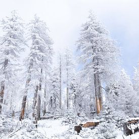 Winter im Harz von Rob Bergman