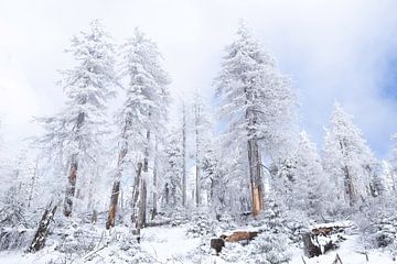Winter in de Harz van Rob Bergman