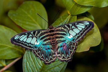 Tropischer Schmetterling von Els Oomis