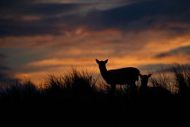 Zonsondergang von Pim Leijen
