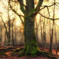 De boom