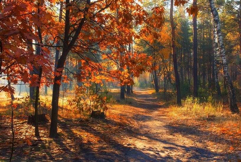 sunny autumn forest by Mykhailo Sherman