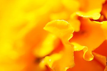 Macro foto van een gele bloem met een blurry effect van Jacqueline Groot