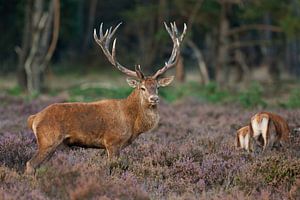 Edelhert staat tussen de Heide.