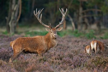 Des cerfs rouges se tiennent parmi les bruyères. sur Rob Christiaans