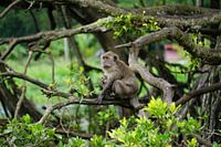 L'amour maternel dans la jungle : une scène touchante d'un macaque-lion avec son bébé, concentré et attentif.
