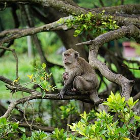 Moederliefde in de Jungle: Een ontroerend tafereel van een Leeuwmakaak met haar baby, gefocust en waakzaam. van Sharon Steen Redeker
