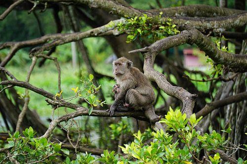 Mother's Love in the Jungle: A touching scene of a Lion Macaque with her baby, focused and watchful.