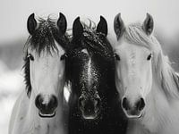 3 Horses