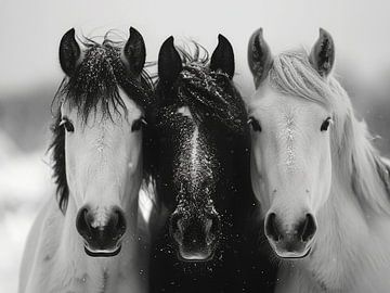 3 Paarden van BlindDeerStudio