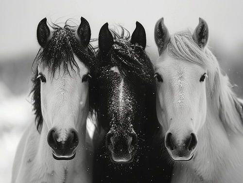 3 Horses