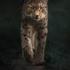 Lynx van Tamara Nederkoorn