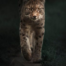 Luchs von Tamara Nederkoorn