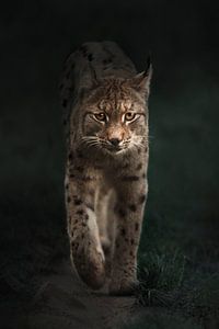 Lynx by Tamara Nederkoorn