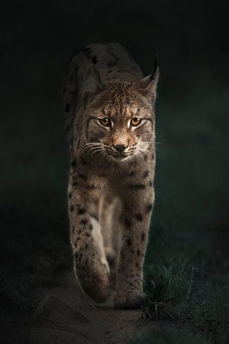 Luchs