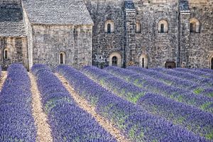 cloister-lavender by Joachim G. Pinkawa