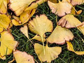 The ginkgo tree loses its leaves, by Harald Schottner