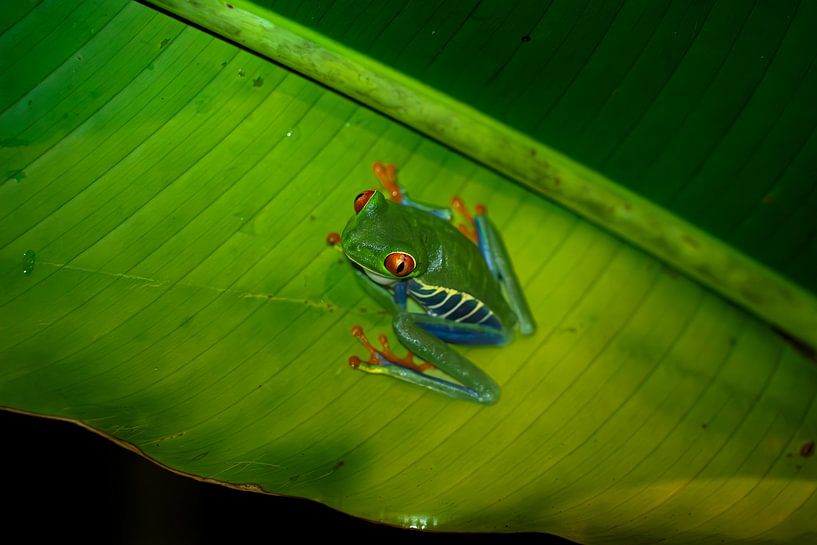 Costa Rica von Pim van Galen