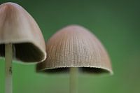 Petit chapeau à franges d'herbe