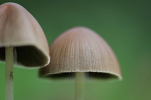 Kleiner Grasfransen-Hut