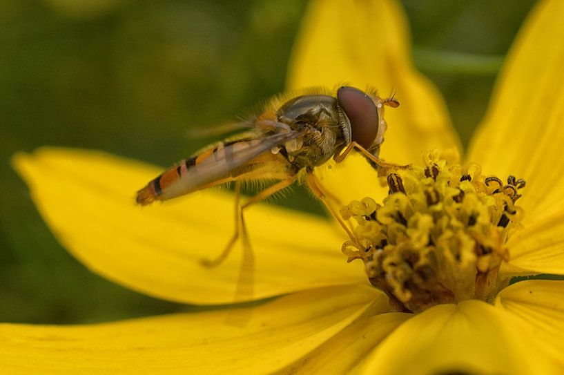 Schwebfliege von Jo Beerens