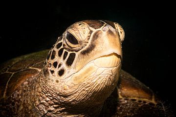 Zeeschildpadden hoofd, Mabul Island, Maleisie van Travel Tips and Stories