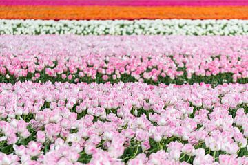 Kleurrijk tulpenveld van MdeJong Fotografie