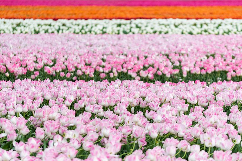 Colorful tulip field by MdeJong Fotografie