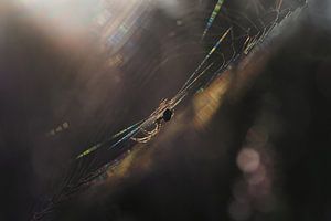 Spinne im Netz bei Sonnenaufgang