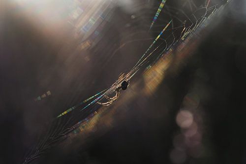 Spin in het web bij zonsopkomst
