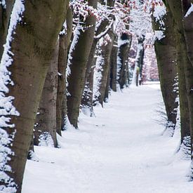 Snowy path between trees avenue ( de Bilt) by wil spijker
