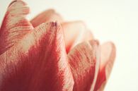 Detail einer roten Tulpe von Jessica van den Heuvel Miniaturansicht