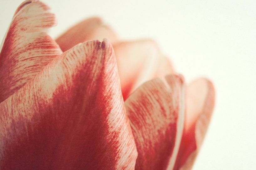 Detail einer roten Tulpe von Jessica van den Heuvel