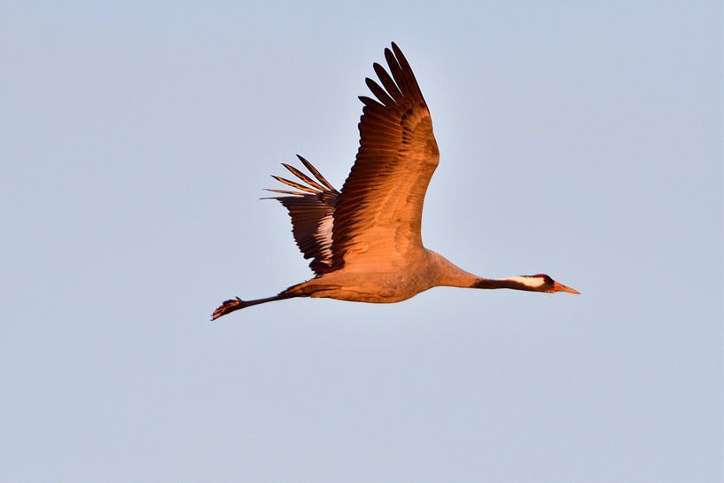 Grue grise par Karin Jähne