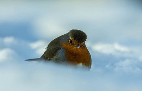 Chilly Robin