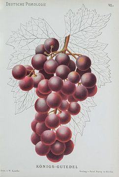 Red grapes, Lauche, W. German pomology by Teylers Museum