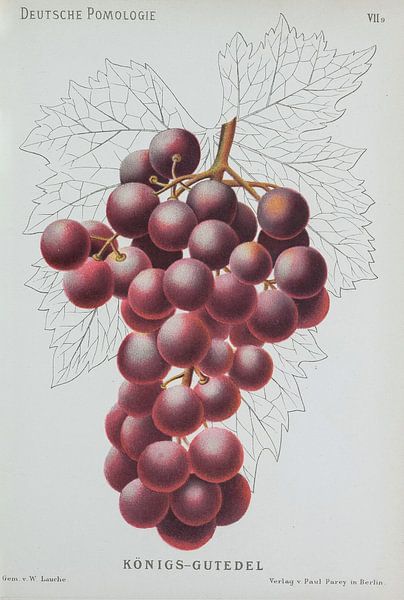 Raisins rouges, Lauche, pomologie de l'Allemagne de l'Ouest par Teylers Museum