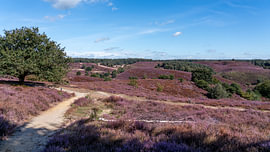 Purple heather on the Posbank by Riëtta Veldhuis Fotografie