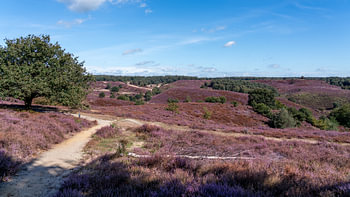 Violette Heide auf dem Posbank
