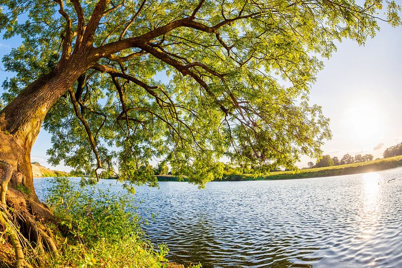 Age, big tree at the river Ems by Günter Albers