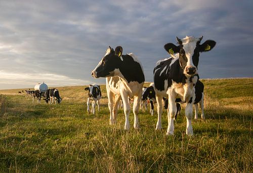 Vaches au lever du soleil
