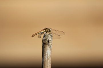 Auf einem Stock ruhende Libelle