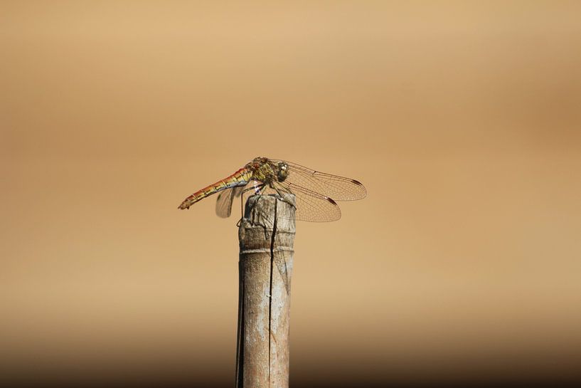 Libelle rust uit op een stok van Emiel de Lange