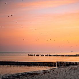 Zonsopgang op het strand Spookbos Nienhagen aan de Oostzee, Oostzeekust, Mecklenburg-Vorpommern, Duitsland van Thilo Wagner