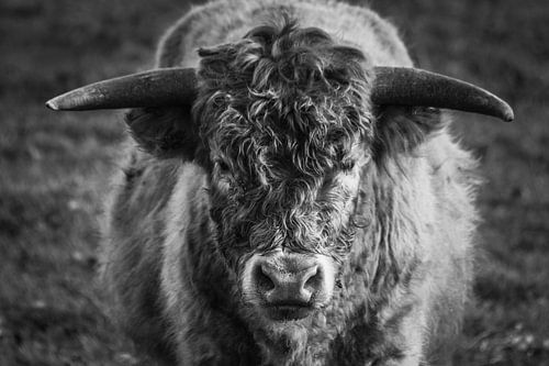 Schotse Hooglander Zwart wit